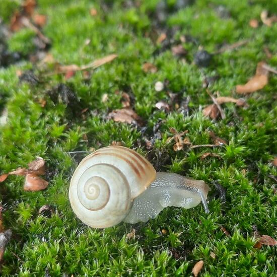 White-lipped snail: Animal in habitat City and Urban in the NatureSpots App