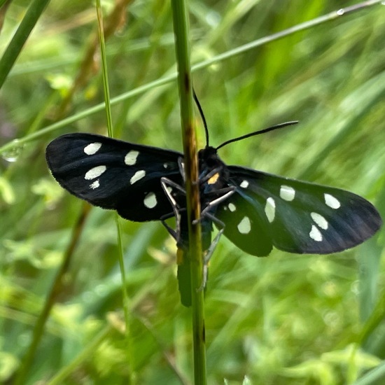 Nine-spotted moth: Animal in habitat Natural Meadow in the NatureSpots App