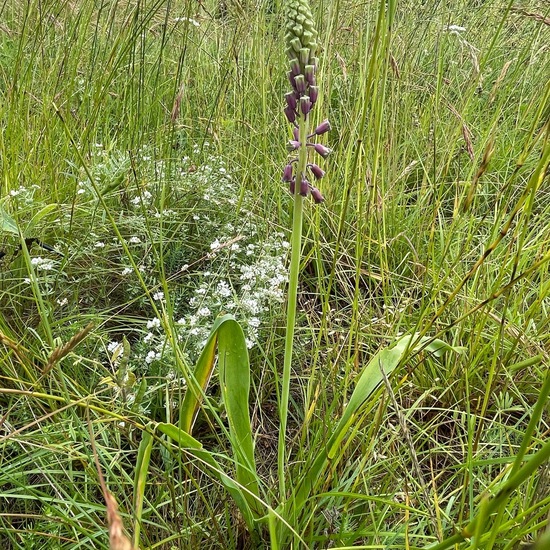 Muscari comosum: Plant in habitat Natural Meadow in the NatureSpots App