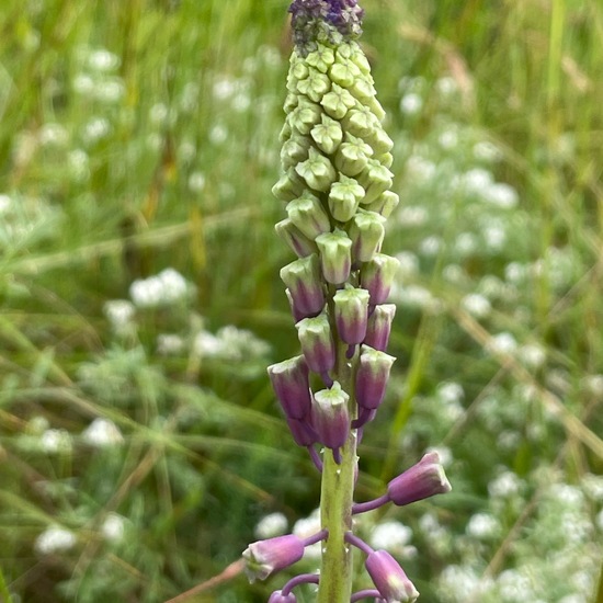 Muscari comosum: Plant in habitat Natural Meadow in the NatureSpots App