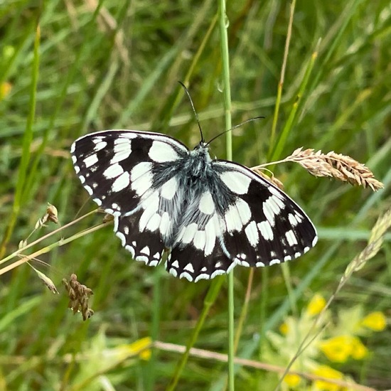 Melanargia galathea: Animal in habitat Natural Meadow in the NatureSpots App