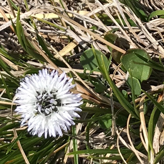 Globularia cordifolia: Plant in habitat Rock areas in the NatureSpots App