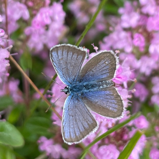 Plebejus arguscalliopisvalesiaca: Animal in habitat Grassland in the NatureSpots App