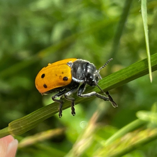 Lachnaia sexpunctata: Animal in habitat Natural Meadow in the NatureSpots App