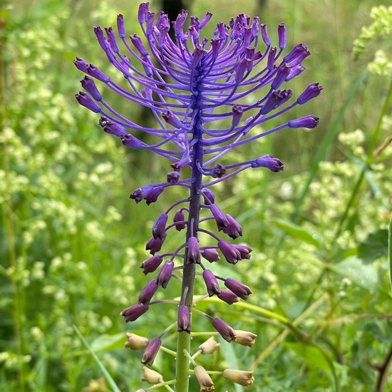 Muscari comosum: Plant in habitat Natural Meadow in the NatureSpots App