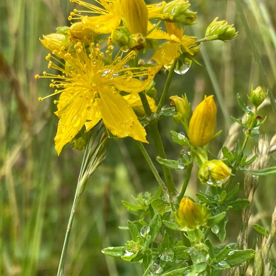 Hypericum perforatum: Plant in habitat Natural Meadow in the NatureSpots App