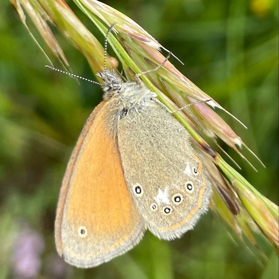 Coenonympha glycerion: Animal in habitat Natural Meadow in the NatureSpots App