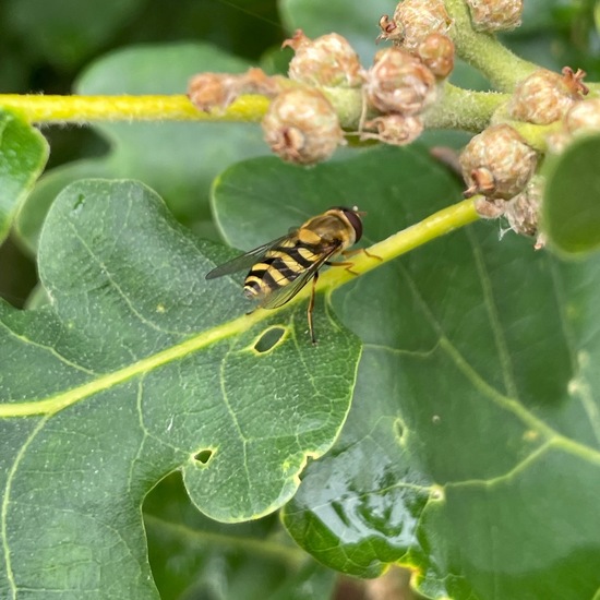 Syrphidae: Animal in habitat Buffer strip in the NatureSpots App