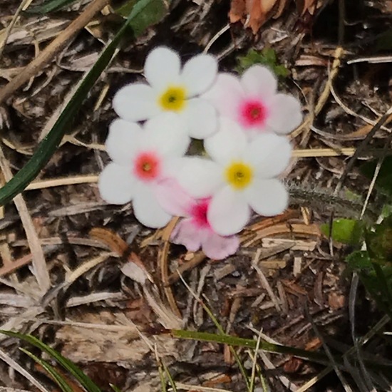 Androsace chamaejasme: Plant in habitat Rock areas in the NatureSpots App