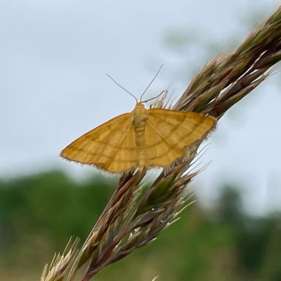 Idaea ochrata: Animal in habitat Natural Meadow in the NatureSpots App