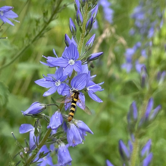 Sphaerophoria scripta: Animal in habitat Grassland in the NatureSpots App