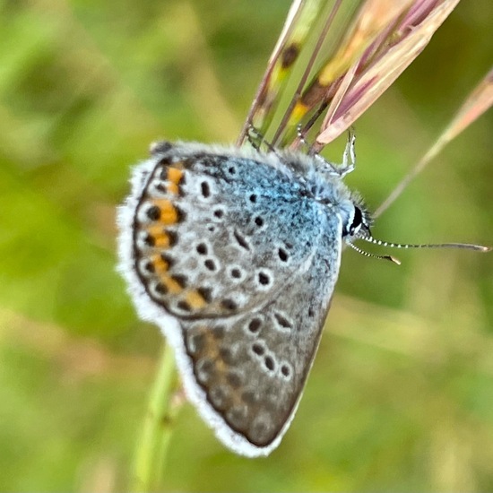 Plebejus argus: Animal in habitat Grassland in the NatureSpots App