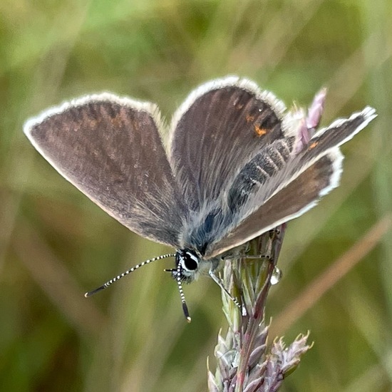 Plebejus argus: Animal in habitat Grassland in the NatureSpots App