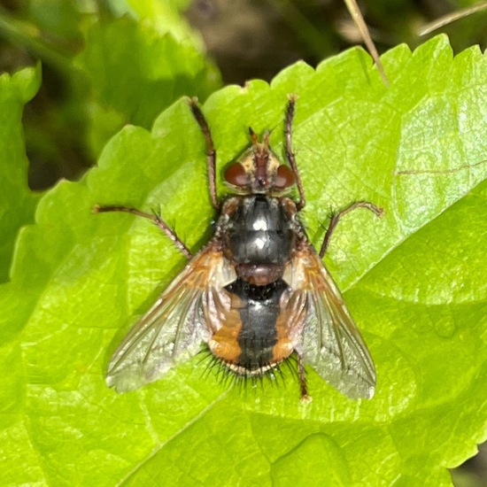 Tachina fera: Animal in habitat Natural Meadow in the NatureSpots App