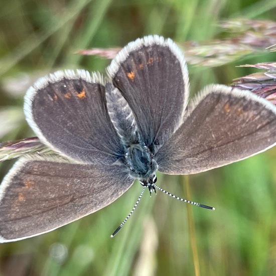 Plebejus argus: Animal in habitat Grassland in the NatureSpots App