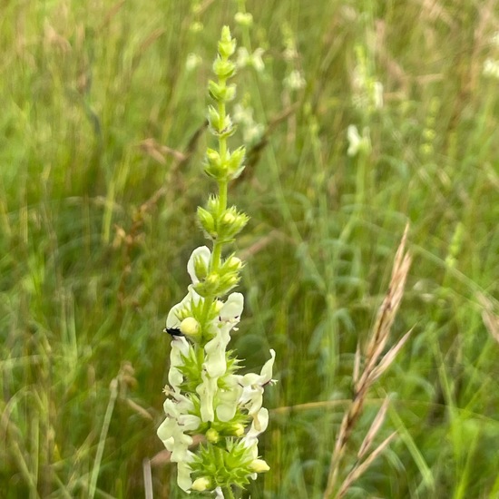 Stachys recta: Plant in habitat Natural Meadow in the NatureSpots App