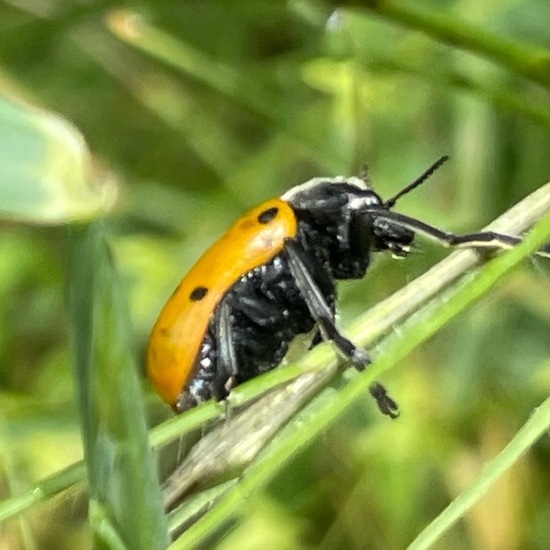 Lachnaia sexpunctata: Animal in habitat Natural Meadow in the NatureSpots App