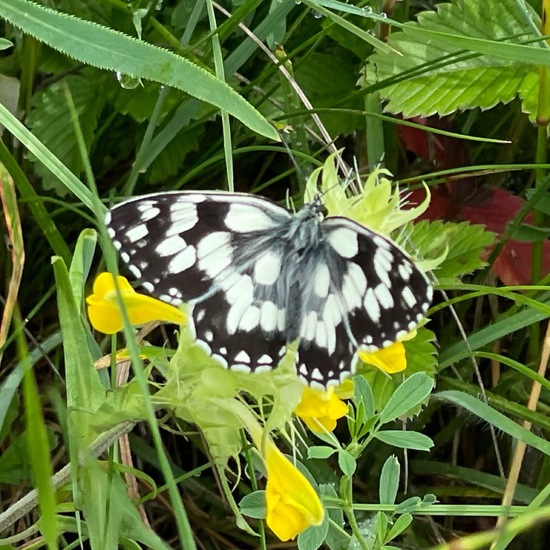 Melanargia galathea: Animal in habitat Natural Meadow in the NatureSpots App