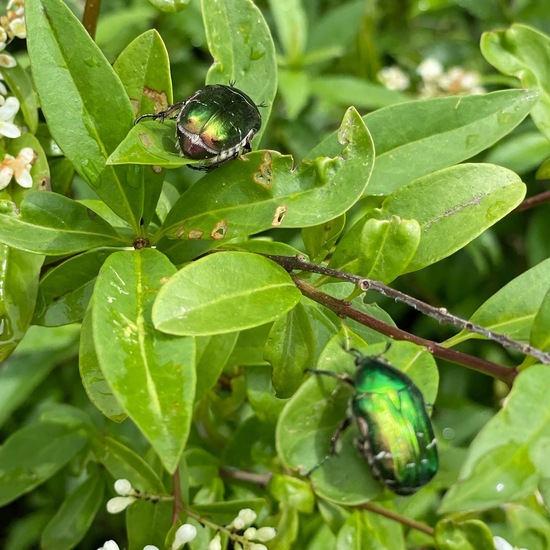 Ligustrum vulgare: Plant in habitat Natural Meadow in the NatureSpots App