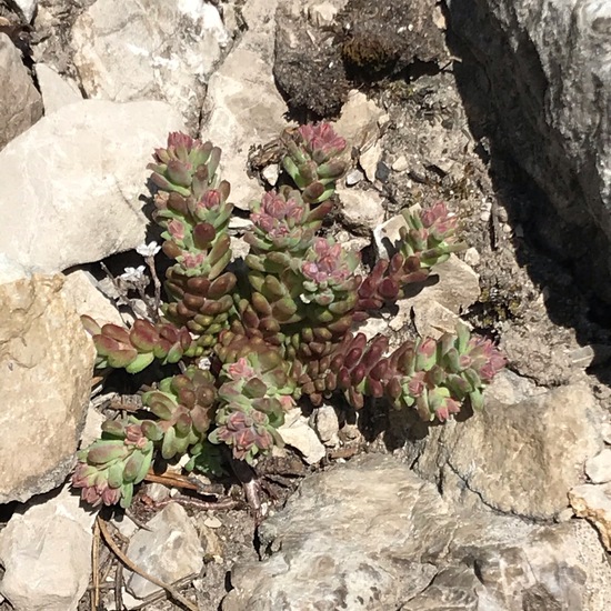 Sedum atratum: Plant in habitat Rock areas in the NatureSpots App