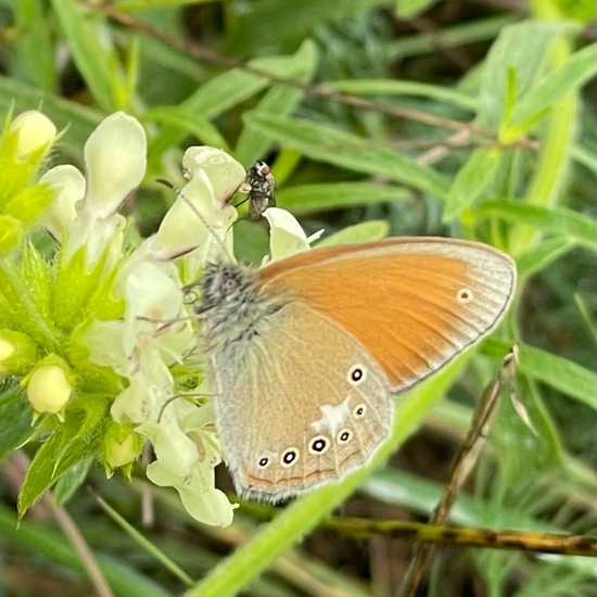 Coenonympha glycerion: Animal in habitat Natural Meadow in the NatureSpots App