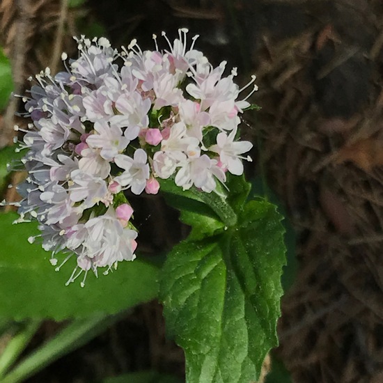 Mountain Valerian: Plant in habitat Temperate forest in the NatureSpots App