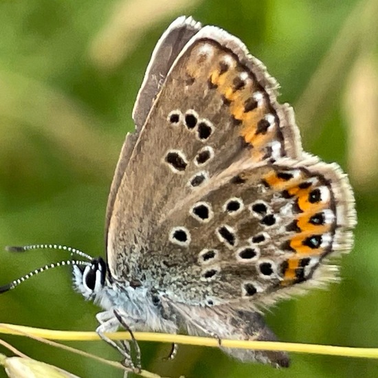 Plebejus argus: Animal in habitat Grassland in the NatureSpots App