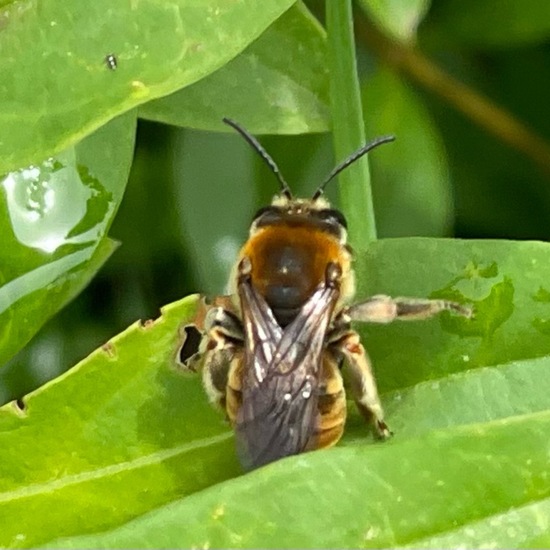 Andrena haemorrhoa: Animal in habitat Natural Meadow in the NatureSpots App