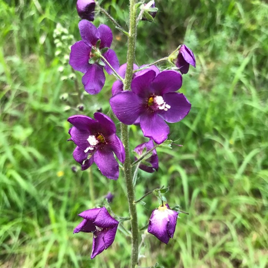 Purple mullein: Plant in habitat Temperate forest in the NatureSpots App