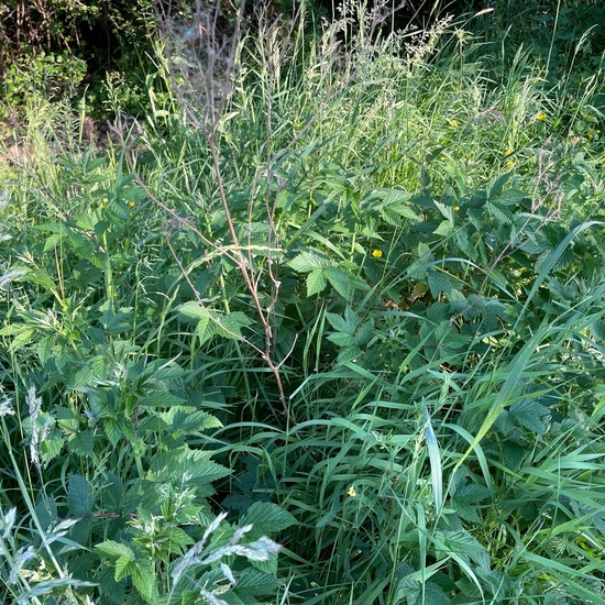 Filipendula ulmaria: Plant in habitat Temperate forest in the NatureSpots App