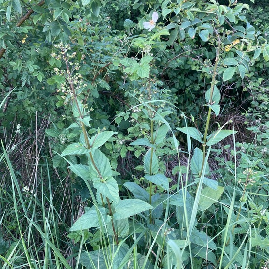 Scrophularia nodosa: Plant in habitat Temperate forest in the NatureSpots App