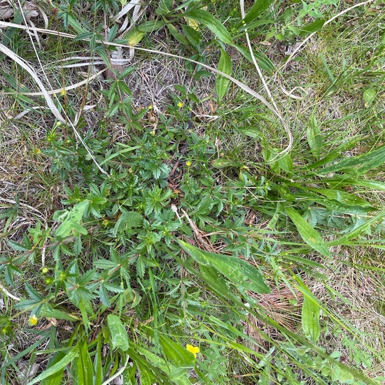 Potentilla erecta: Plant in habitat Temperate forest in the NatureSpots App