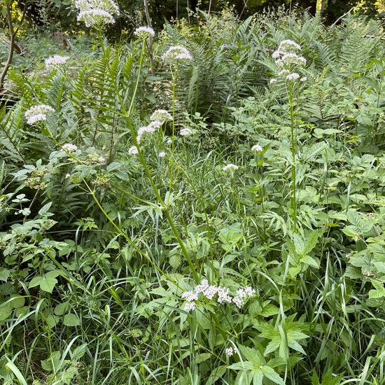 Valeriana officinalis: Plant in habitat Temperate forest in the NatureSpots App