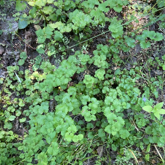 Glechoma hederacea: Plant in habitat Temperate forest in the NatureSpots App