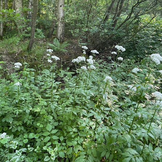 Valeriana officinalis: Plant in habitat Temperate forest in the NatureSpots App