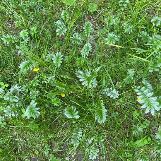 Potentilla anserina: Plant in habitat Temperate forest in the NatureSpots App