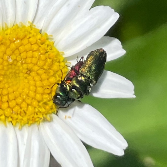 Anthaxia nitidula nitidula: Animal in habitat Garden in the NatureSpots App