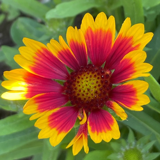 Gaillardia pulchella: Plant in habitat Garden in the NatureSpots App