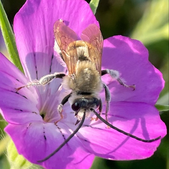 Eucera longicornis: Animal in habitat Buffer strip in the NatureSpots App