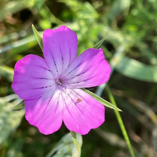 Agrostemma githago: Plant in habitat Buffer strip in the NatureSpots App