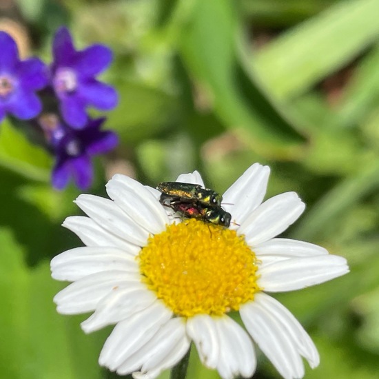 Anthaxia nitidula nitidula: Animal in habitat Garden in the NatureSpots App