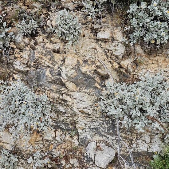 another species: Plant in habitat Rock areas in the NatureSpots App