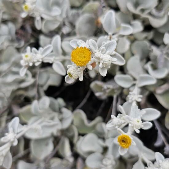 another species: Plant in habitat Rock areas in the NatureSpots App