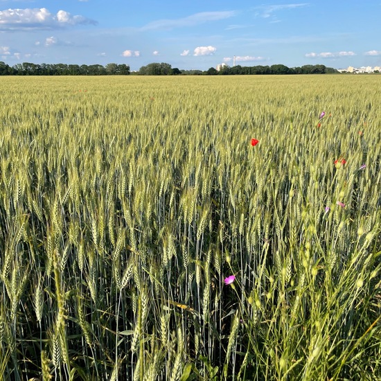 Landscape: Agriculture in habitat Crop cultivation in the NatureSpots App