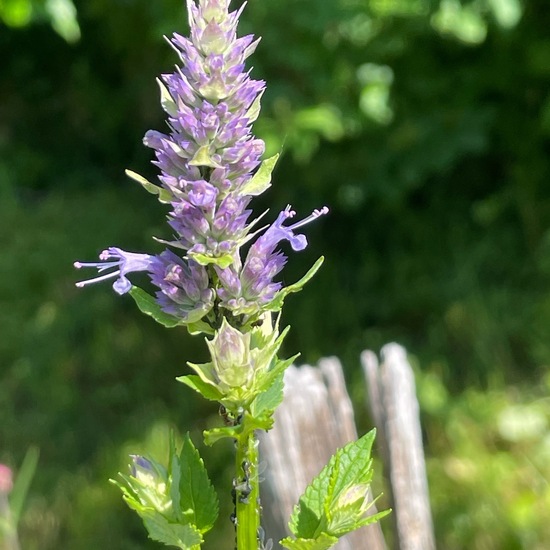 Agastache foeniculum: Plant in habitat Garden in the NatureSpots App