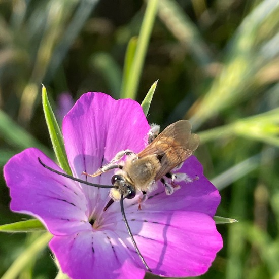 Eucera longicornis: Animal in habitat Buffer strip in the NatureSpots App