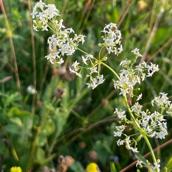 Galium mollugo: Plant in habitat Natural Meadow in the NatureSpots App