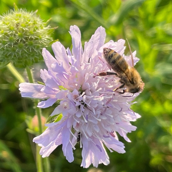 Field scabious: Plant in habitat Natural Meadow in the NatureSpots App