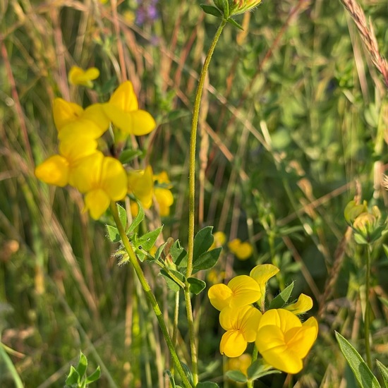 Lotus corniculatus: Plant in habitat Natural Meadow in the NatureSpots App