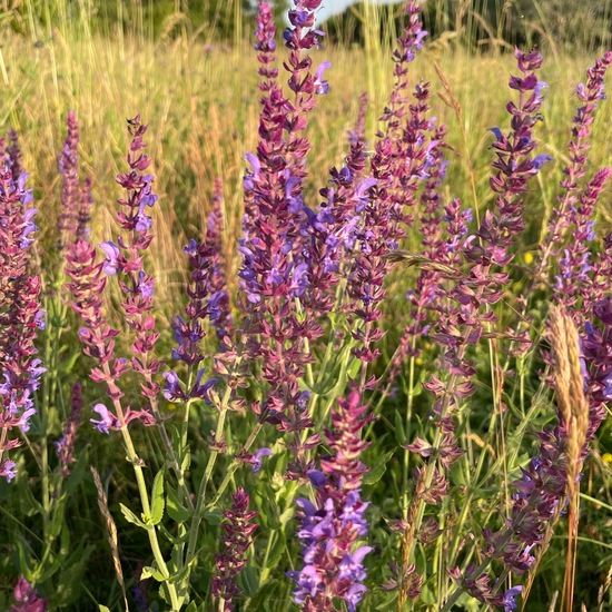 Salvia nemorosa: Plant in habitat Natural Meadow in the NatureSpots App